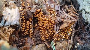 Attēlu rezultāti vaicājumam “Reticularia jurana young”