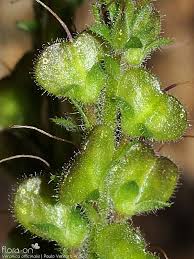 Attēlu rezultāti vaicājumam “Veronica officinalis fruit”