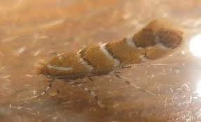 Attēlu rezultāti vaicājumam “Cameraria ohridella”