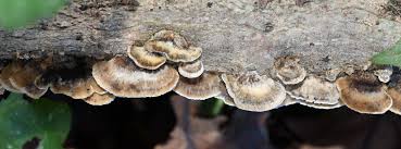 Attēlu rezultāti vaicājumam “Trametes hirsuta”