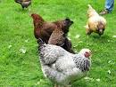 Brahma Chickens, Brama Chicken Breed Information