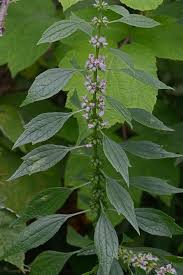 Attēlu rezultāti vaicājumam “Leonurus cardiaca flower”