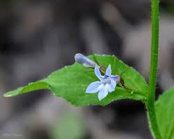 Attēlu rezultāti vaicājumam “Lobeliaceae”