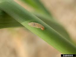 Attēlu rezultāti vaicājumam “Acrolepiopsis assectella”