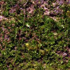 Attēlu rezultāti vaicājumam “Anastrophyllum hellerianum”