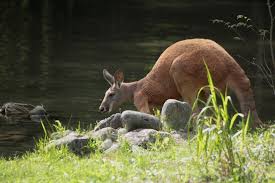 Känguru im Münchner Zoo Hellabrunn - Bild \u0026amp; Foto von Martin Wehrig ...