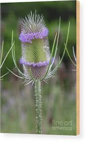 Image result for Dipsacus silvestris