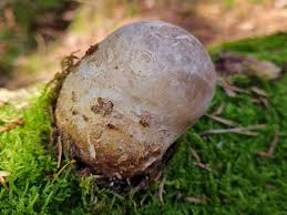 Attēlu rezultāti vaicājumam “Badhamia flavoglauca”