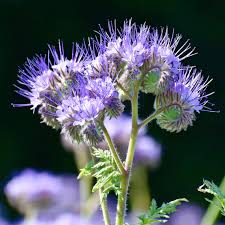 Image result for Phacelia