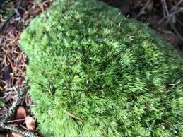 Attēlu rezultāti vaicājumam “Anastrophyllum minutum”