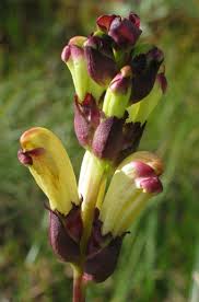 Attēlu rezultāti vaicājumam “Pedicularis sceptrum-carolinum leaf”