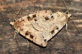 Attēlu rezultāti vaicājumam “Xestia triangulum”