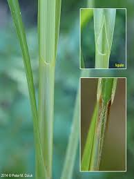 Attēlu rezultāti vaicājumam “Carex lepidocarpa leaf”