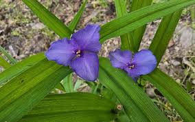 Attēlu rezultāti vaicājumam “Tradescantia virginiana flower”