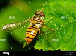 Attēlu rezultāti vaicājumam “Episyrphus balteatus”