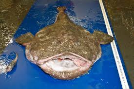 Image result for Lophius americanus
