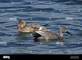 Attēlu rezultāti vaicājumam “Anas strepera female”