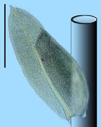 Attēlu rezultāti vaicājumam “Pseudocalliergon turgescens”