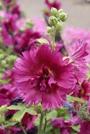 Image result for Alcea rosea