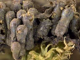 Attēlu rezultāti vaicājumam “Lindbladia tubulina”