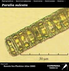 Attēlu rezultāti vaicājumam “Laurilia sulcata”
