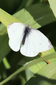 Attēlu rezultāti vaicājumam “Pieris rapae female”