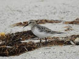 Image result for Calidris bairdii
