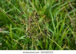 Attēlu rezultāti vaicājumam “Scirpus sylvaticus fruit”