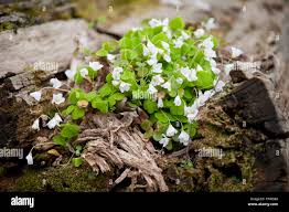 Attēlu rezultāti vaicājumam “Oxalis acetosella”