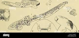Image result for Stegostoma tigrinum