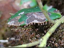 Attēlu rezultāti vaicājumam “Diachea dictyospora (syn. Craterium dictyosporum)”