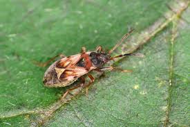 Attēlu rezultāti vaicājumam “Scolopostethus thomsoni”