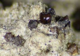 Attēlu rezultāti vaicājumam “Licea minima sessile”