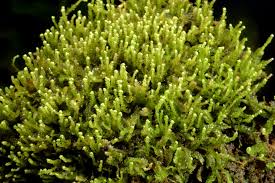 Attēlu rezultāti vaicājumam “Odontoschisma denudatum”