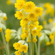 Attēlu rezultāti vaicājumam “Primula veris fruit”