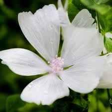 Attēlu rezultāti vaicājumam “Malva moschata alba flower”