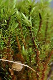 Attēlu rezultāti vaicājumam “Aulacomnium”