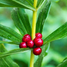 Attēlu rezultāti vaicājumam “Polygonatum verticillatum leaf”
