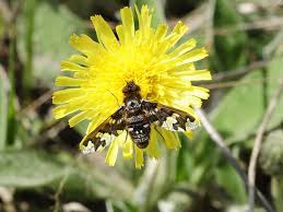 Attēlu rezultāti vaicājumam “Exoprosopa capucina”