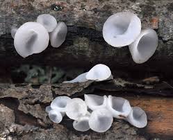 Attēlu rezultāti vaicājumam “Neobulgaria pura”