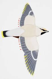 Attēlu rezultāti vaicājumam “Bombycilla garrulus adult”