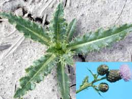 Attēlu rezultāti vaicājumam “Cirsium x rigens”