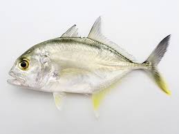 Image result for Caranx ignobilis