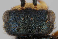 Attēlu rezultāti vaicājumam “Acantholyda erythrocephala”