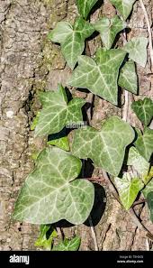 Attēlu rezultāti vaicājumam “Hedera helix  leaf”