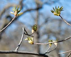 Attēlu rezultāti vaicājumam “Aesculus flava bud”