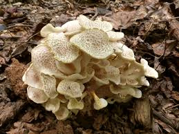 Attēlu rezultāti vaicājumam “Polyporus tubaeformis”