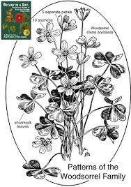 Attēlu rezultāti vaicājumam “Oxalidaceae”