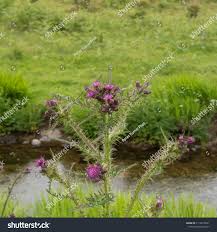 Attēlu rezultāti vaicājumam “Cirsium palustre”