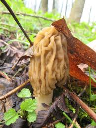 Attēlu rezultāti vaicājumam “Verpa bohemica”